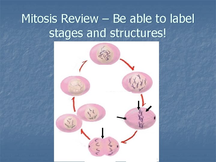 Mitosis Review – Be able to label stages and structures! 