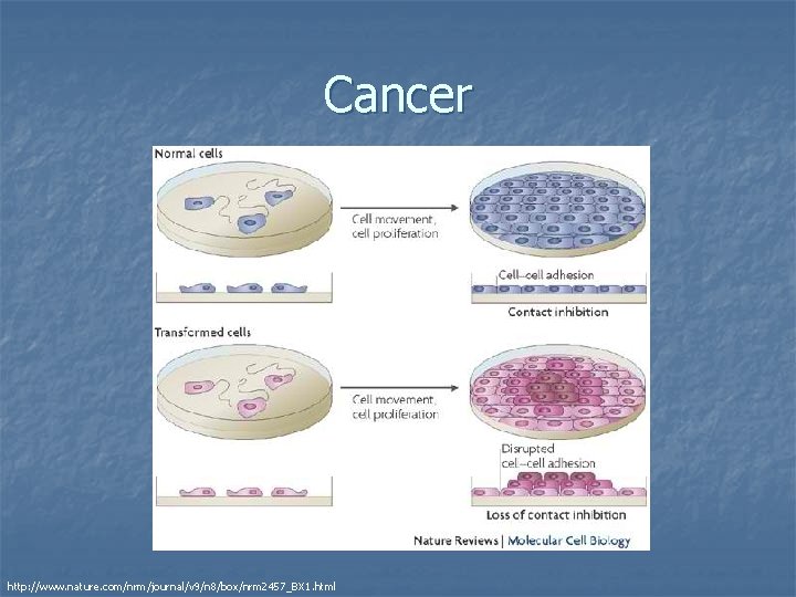 Cancer http: //www. nature. com/nrm/journal/v 9/n 8/box/nrm 2457_BX 1. html 