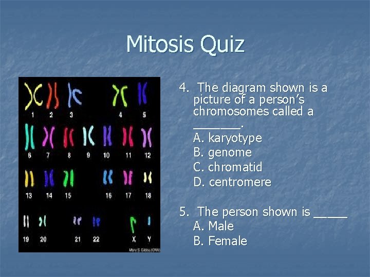 Mitosis Quiz 4. The diagram shown is a picture of a person’s chromosomes called