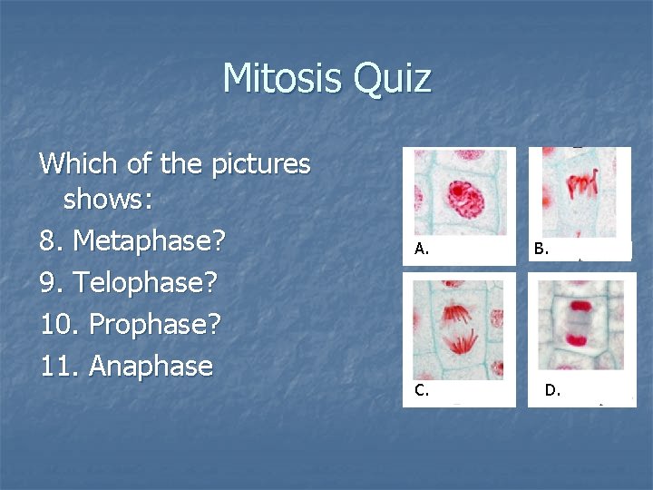 Mitosis Quiz Which of the pictures shows: 8. Metaphase? 9. Telophase? 10. Prophase? 11.