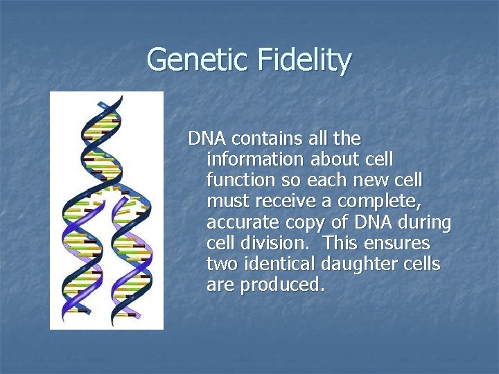 Genetic Fidelity DNA contains all the information about cell function so each new cell