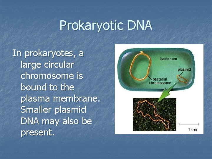 Prokaryotic DNA In prokaryotes, a large circular chromosome is bound to the plasma membrane.