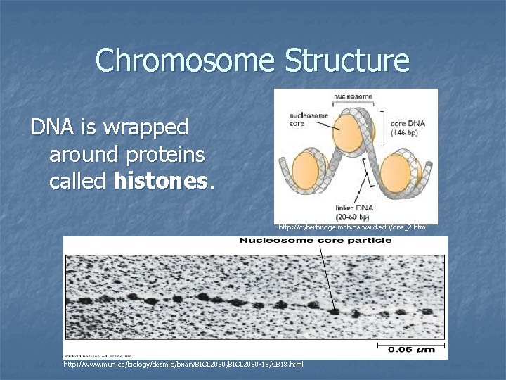 Chromosome Structure DNA is wrapped around proteins called histones. http: //cyberbridge. mcb. harvard. edu/dna_2.
