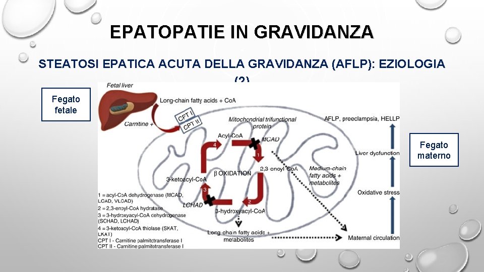 EPATOPATIE IN GRAVIDANZA STEATOSI EPATICA ACUTA DELLA GRAVIDANZA (AFLP): EZIOLOGIA (2) Fegato fetale Fegato