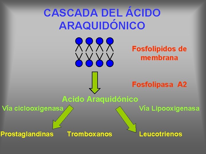 CASCADA DEL ÁCIDO ARAQUIDÓNICO Fosfolípidos de membrana Fosfolipasa A 2 Acido Araquidónico Vía ciclooxigenasa