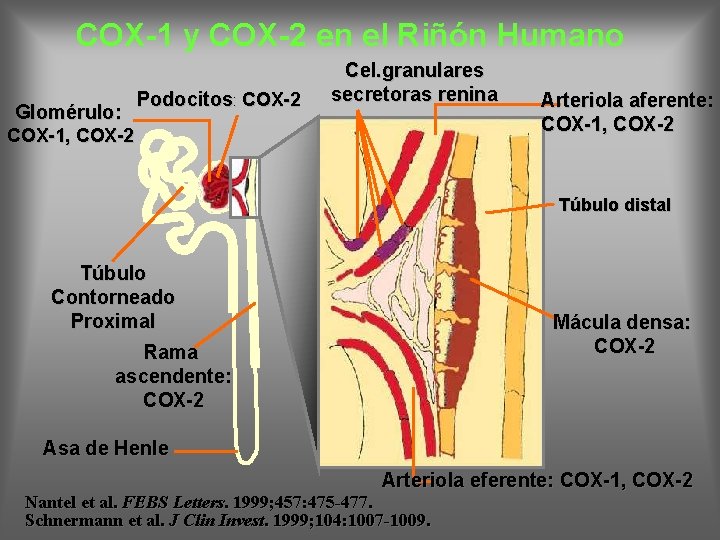 COX-1 y COX-2 en el Riñón Humano Glomérulo: Podocitos: COX-2 Cel. granulares secretoras renina