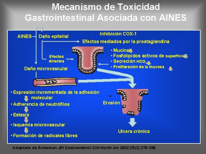 Mecanismo de Toxicidad Gastrointestinal Asociada con AINES Inhibición COX-1 Daño epitelial Efectos mediados por