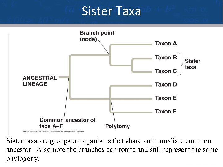 Sister Taxa Sister taxa are groups or organisms that share an immediate common ancestor.