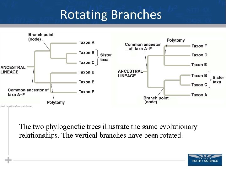 Rotating Branches The two phylogenetic trees illustrate the same evolutionary relationships. The vertical branches