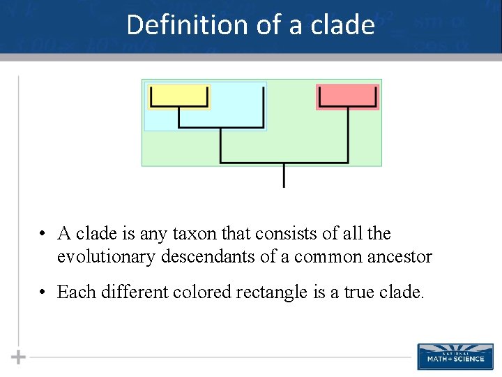 Definition of a clade • A clade is any taxon that consists of all