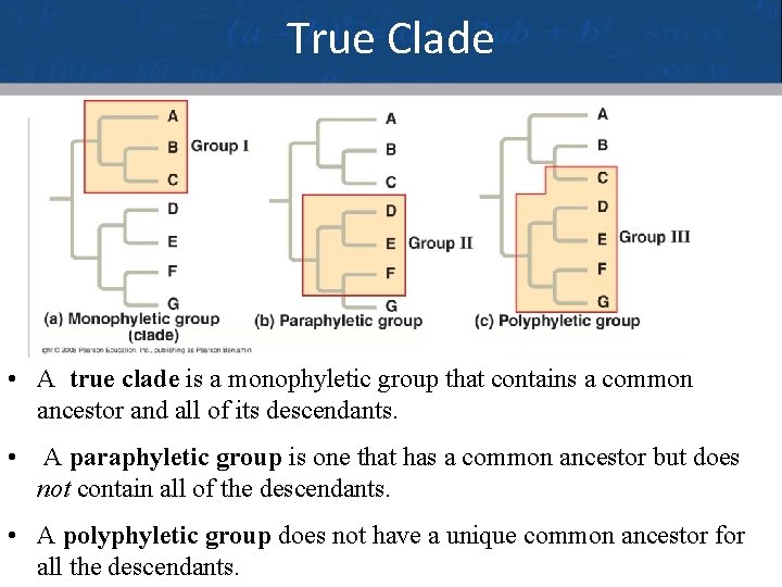 True Clade • A true clade is a monophyletic group that contains a common