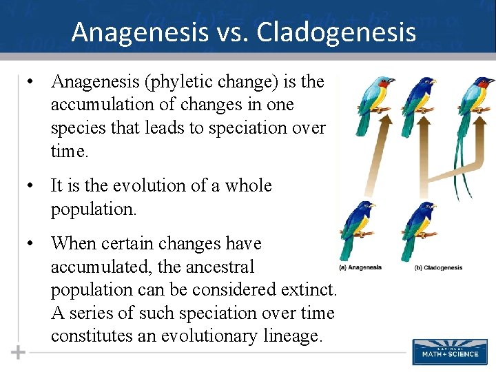 Anagenesis vs. Cladogenesis • Anagenesis (phyletic change) is the accumulation of changes in one
