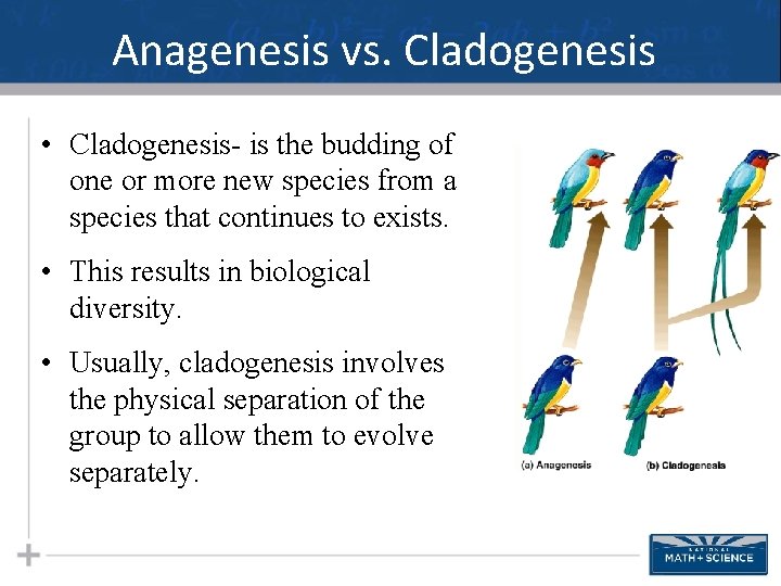 Anagenesis vs. Cladogenesis • Cladogenesis- is the budding of one or more new species