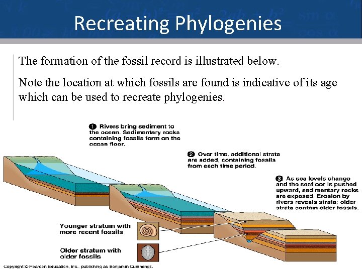 Recreating Phylogenies The formation of the fossil record is illustrated below. Note the location
