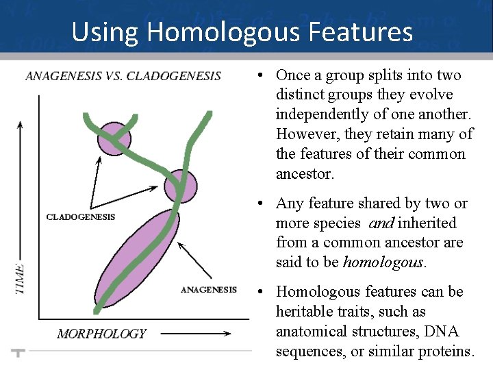 Using Homologous Features • Once a group splits into two distinct groups they evolve