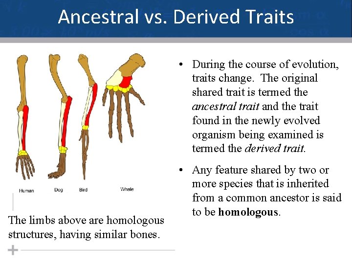 Ancestral vs. Derived Traits • During the course of evolution, traits change. The original