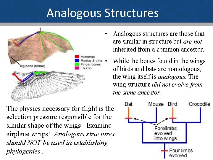 Analogous Structures • Analogous structures are those that are similar in structure but are