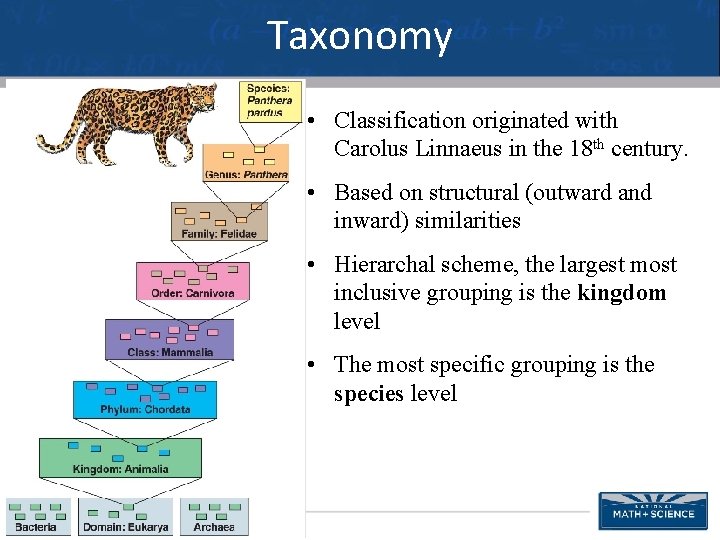 Taxonomy • Classification originated with Carolus Linnaeus in the 18 th century. • Based