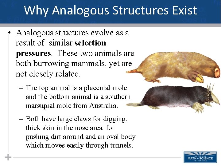 Why Analogous Structures Exist • Analogous structures evolve as a result of similar selection