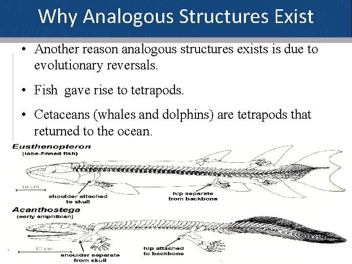 Why Analogous Structures Exist • Another reason analogous structures exists is due to evolutionary