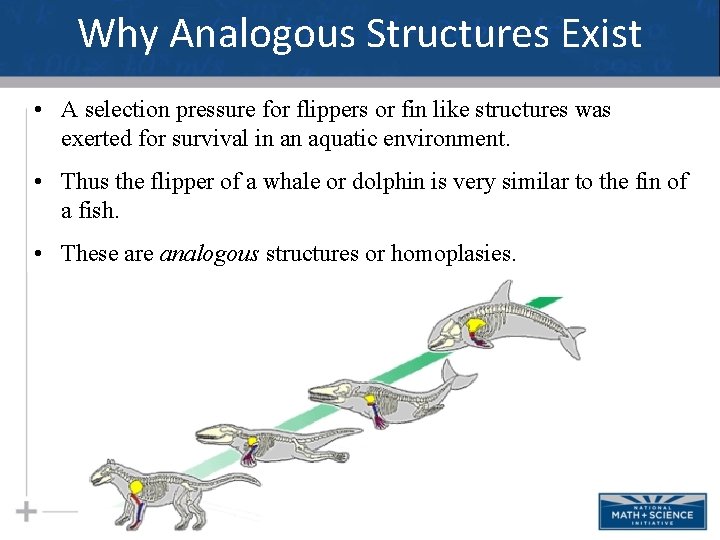 Why Analogous Structures Exist • A selection pressure for flippers or fin like structures