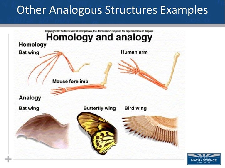 Other Analogous Structures Examples 