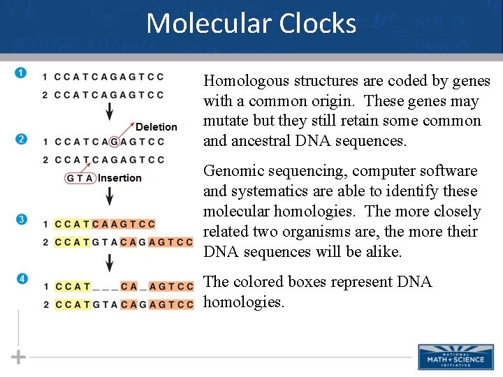 Molecular Clocks Homologous structures are coded by genes with a common origin. These genes