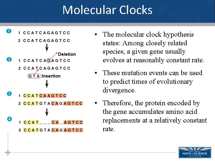 Molecular Clocks • The molecular clock hypothesis states: Among closely related species, a given