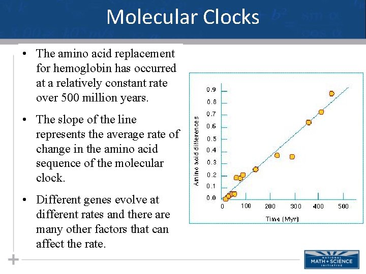 Molecular Clocks • The amino acid replacement for hemoglobin has occurred at a relatively
