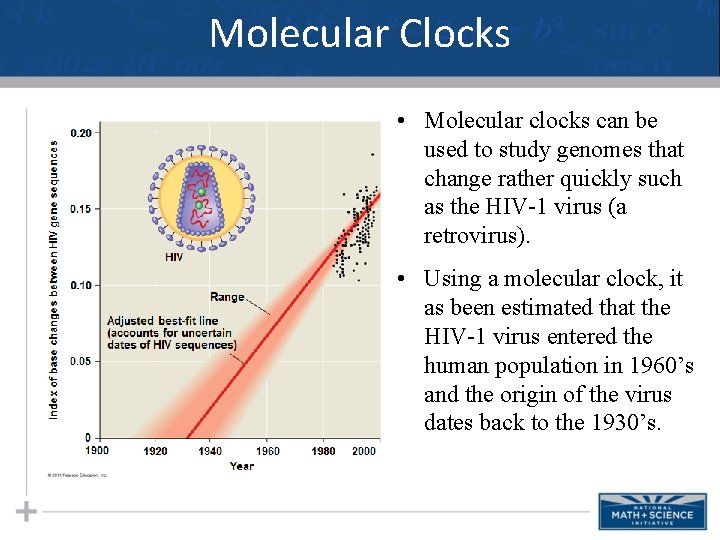 Molecular Clocks • Molecular clocks can be used to study genomes that change rather