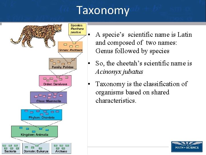 Taxonomy • A specie’s scientific name is Latin and composed of two names: Genus