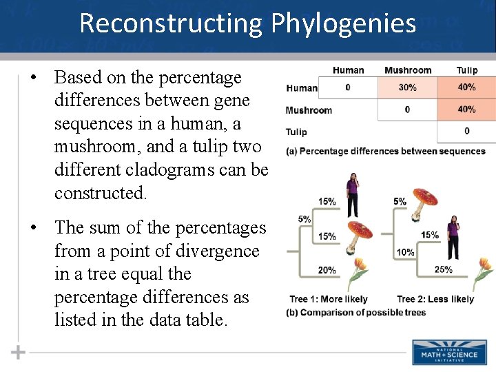 Reconstructing Phylogenies • Based on the percentage differences between gene sequences in a human,
