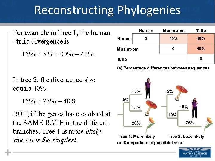Reconstructing Phylogenies For example in Tree 1, the human –tulip divergence is 15% +
