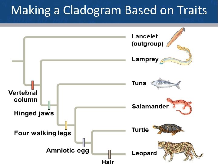Making a Cladogram Based on Traits 