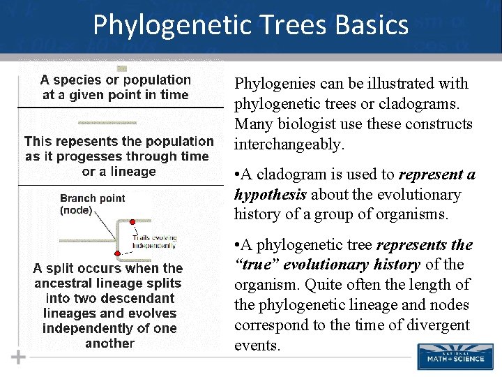 Phylogenetic Trees Basics Phylogenies can be illustrated with phylogenetic trees or cladograms. Many biologist