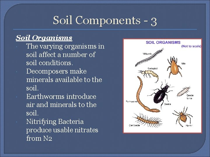 Soil Components - 3 Soil Organisms The varying organisms in soil affect a number