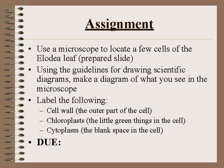 Assignment • Use a microscope to locate a few cells of the Elodea leaf