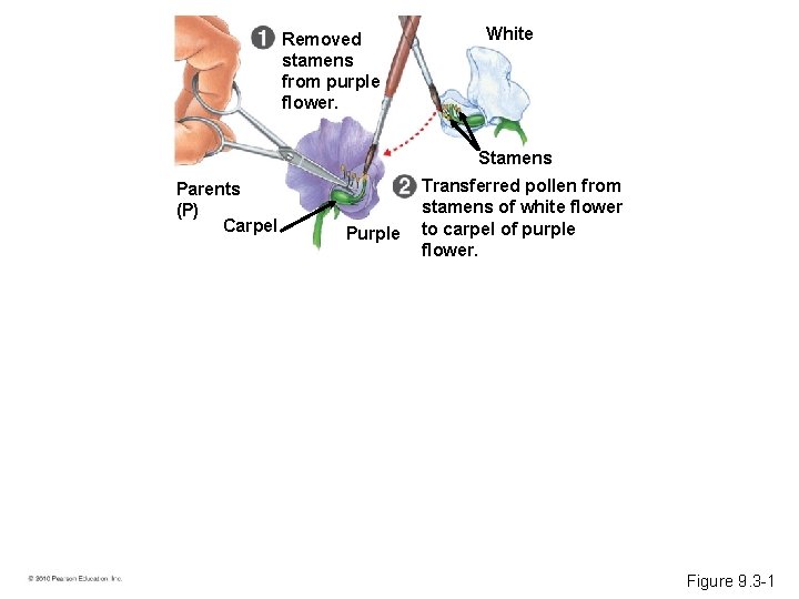 Removed stamens from purple flower. White Stamens Parents (P) Carpel Purple Transferred pollen from