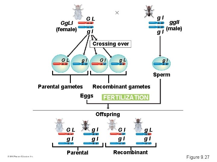 Gg. Ll (female) GL gl gl gl ggll (male) Crossing over GL Gl gl