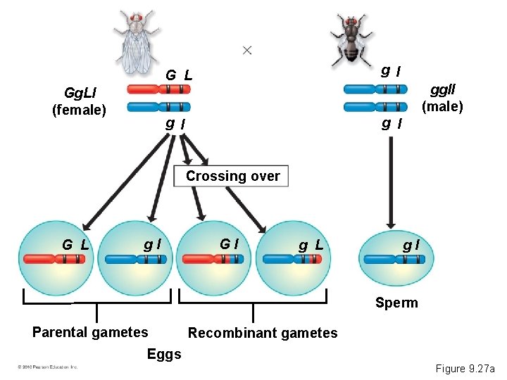 Gg. Ll (female) G L g l g l ggll (male) Crossing over G