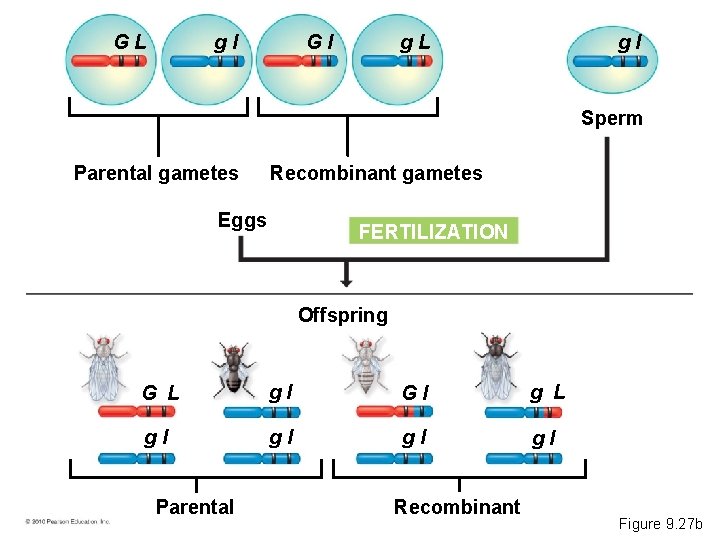 GL Gl gl g. L gl Sperm Parental gametes Recombinant gametes Eggs FERTILIZATION Offspring