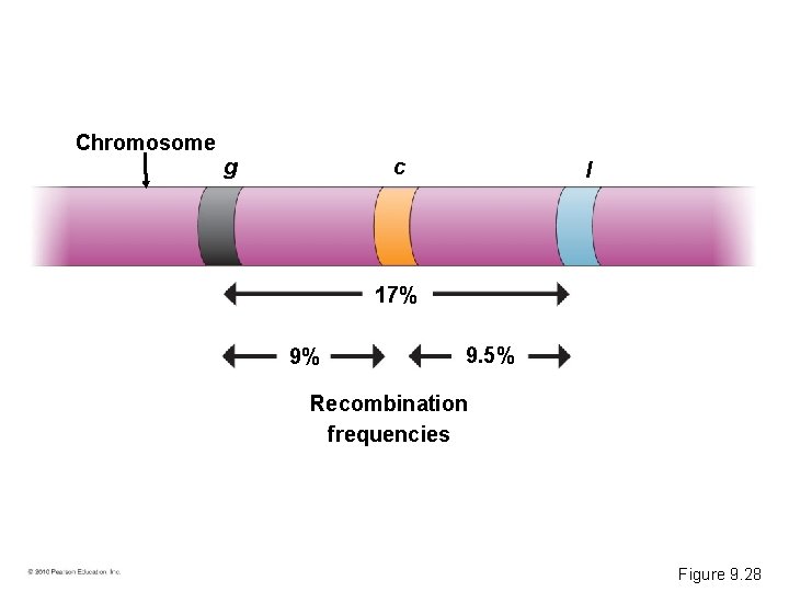 Chromosome g c l 17% 9% 9. 5% Recombination frequencies Figure 9. 28 