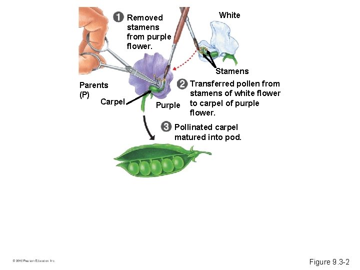 White Removed stamens from purple flower. Stamens Parents (P) Carpel Purple Transferred pollen from