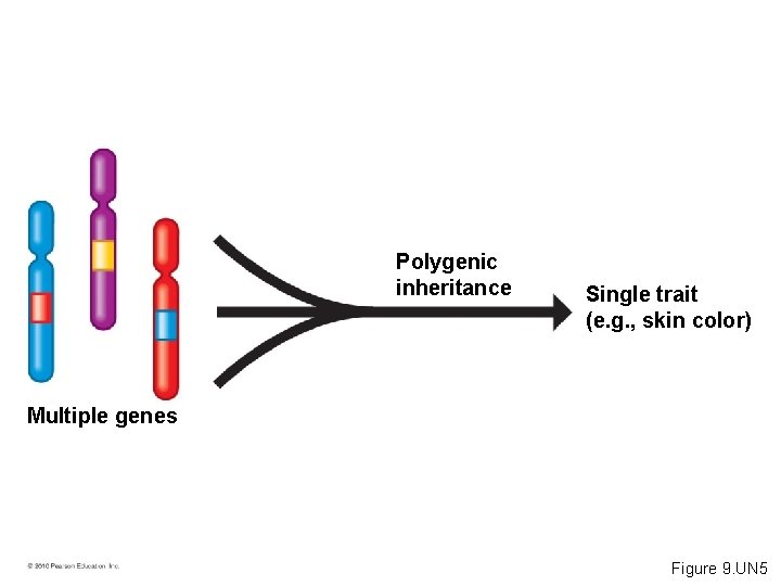 Polygenic inheritance Single trait (e. g. , skin color) Multiple genes Figure 9. UN
