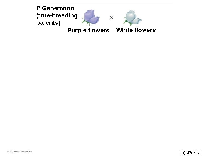 P Generation (true-breading parents) Purple flowers White flowers Figure 9. 5 -1 