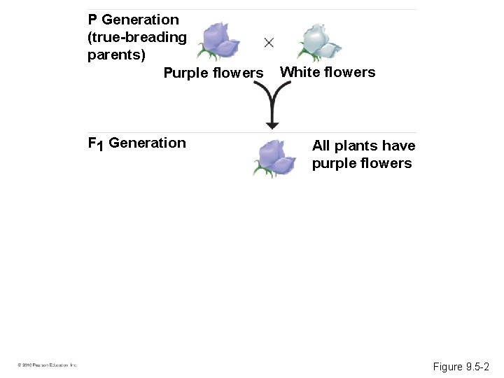 P Generation (true-breading parents) Purple flowers F 1 Generation White flowers All plants have