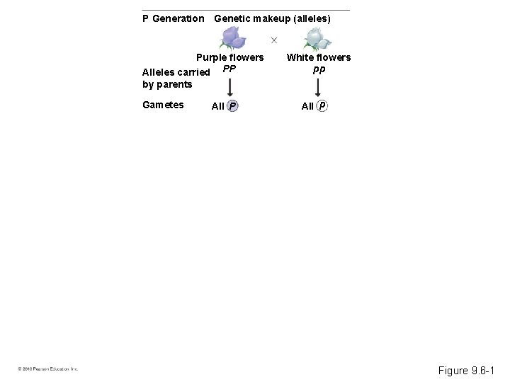 P Generation Genetic makeup (alleles) Purple flowers Alleles carried PP White flowers pp by