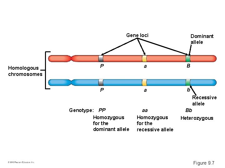 Gene loci Homologous chromosomes Dominant allele P a B P a b Recessive allele