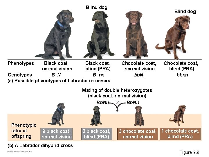 Blind dog Phenotypes Black coat, blind (PRA) normal vision B_N_ Genotypes B_nn (a) Possible