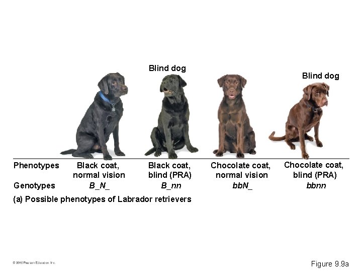 Blind dog Phenotypes Genotypes Black coat, normal vision B_N_ Black coat, blind (PRA) B_nn
